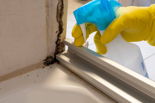 Best Mold Prevention Services  in Morrisville, NY