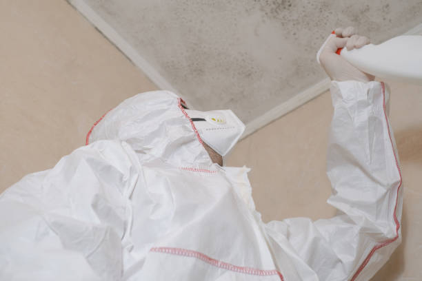 Best Basement Mold Removal  in Morrisville, NY